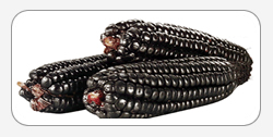 Purple Corn