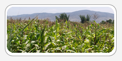 Purple Corn