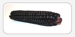 Purple Corn